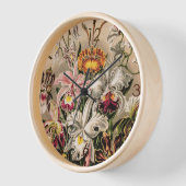 Orchideeën van Ernst Haeckel (Hoek)