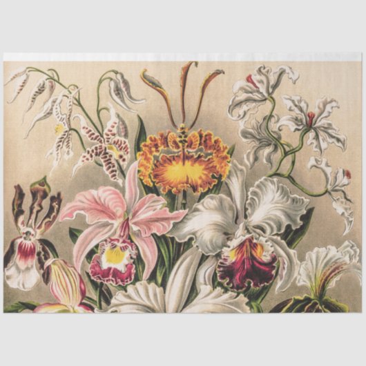 Orchideeën van Ernst Haeckel Decoupage Tissue Pape Tissuepapier (Voorkant)