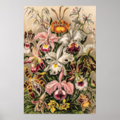Orchideeën van Ernst Haeckel Poster (Voorkant)