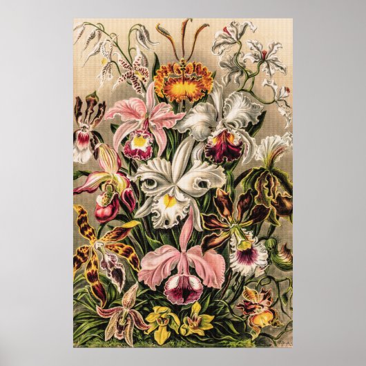 Orchideeën van Ernst Haeckel Poster (Voorkant)
