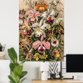 Orchideeën van Ernst Haeckel Poster (Thuiskantoor)