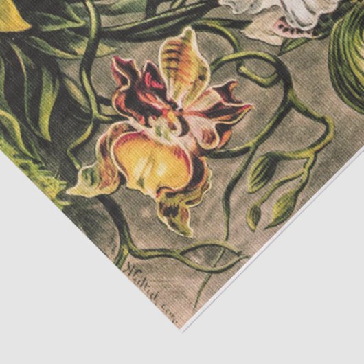 Orchideeën van Ernst Haeckel Tissuepapier (Detail)