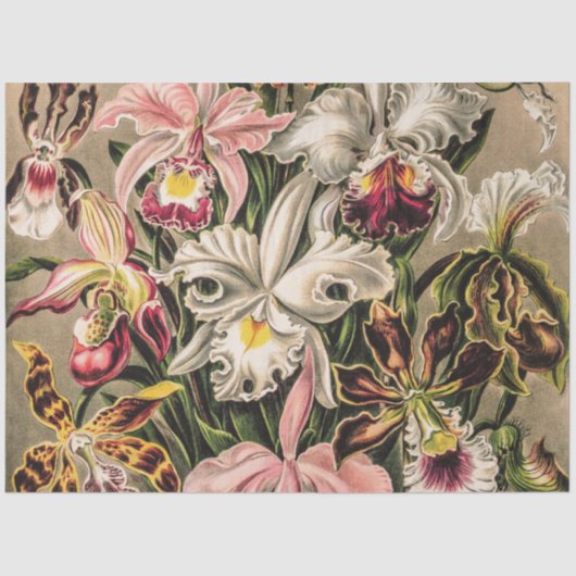 Orchideeën van Ernst Haeckel Tissuepapier (Voorkant)