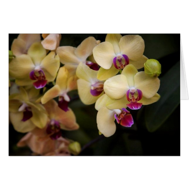 Orchideeën van roze en geel (Voorkant Horizontaal)