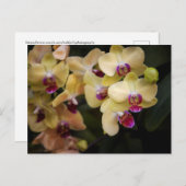 Orchideeën van roze en geel briefkaart (Voorkant / Achterkant)