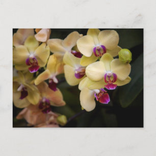 Orchideeën van roze en geel briefkaart