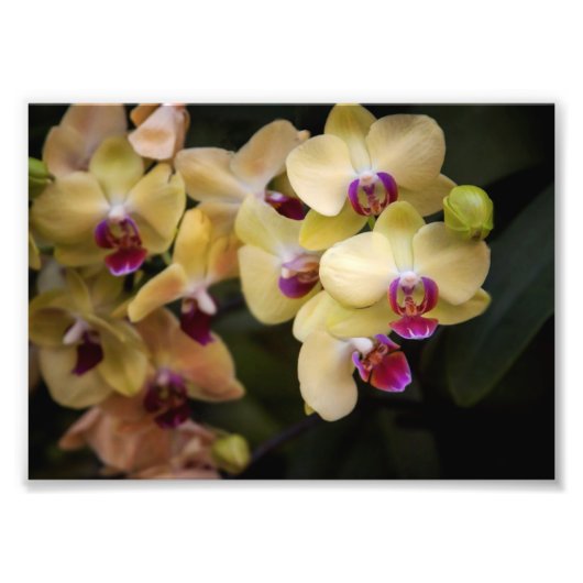Orchideeën van roze en geel foto afdruk (Voorkant)
