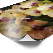 Orchideeën van roze en geel foto afdruk (Hoek)