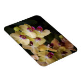 Orchideeën van roze en geel magneet (Rechterzijde)