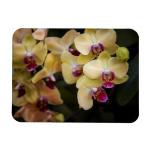 Orchideeën van roze en geel magneet
