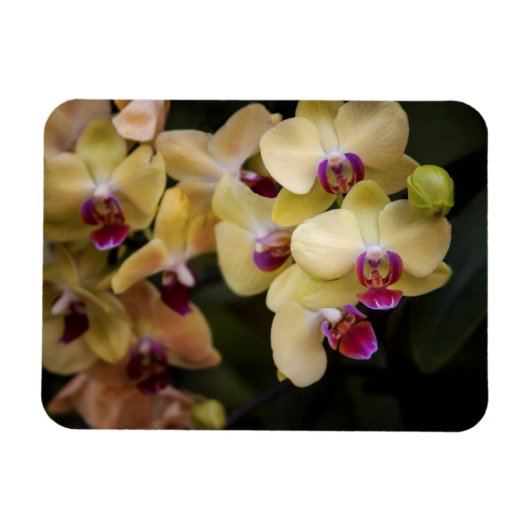 Orchideeën van roze en geel magneet (Horizontaal)