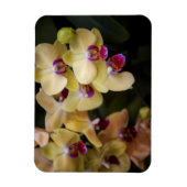 Orchideeën van roze en geel magneet (Verticaal)