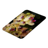 Orchideeën van roze en geel magneet (Linkerzijde)