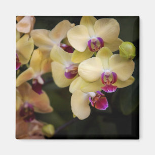 Orchideeën van roze en geel magneet