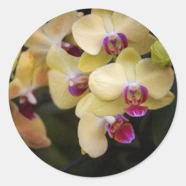 Orchideeën van roze en geel ronde sticker