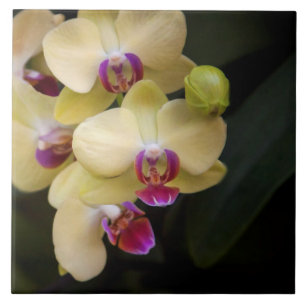 Orchideeën van roze en geel tegeltje