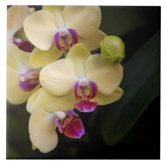 Orchideeën van roze en geel tegeltje (Voorkant)