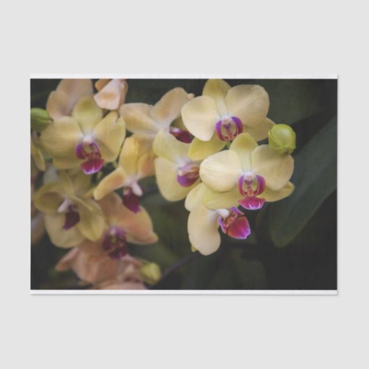 Orchideeën van roze en geel tissuepapier (Voorkant)