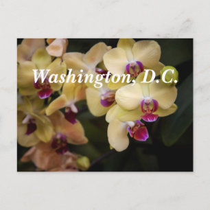 Orchideeën van roze en geel, Washington D.C. Briefkaart