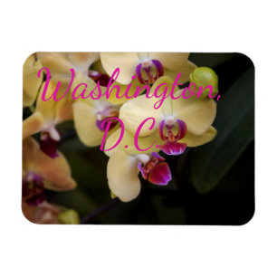 Orchideeën van roze en geel, Washington D.C. Magneet