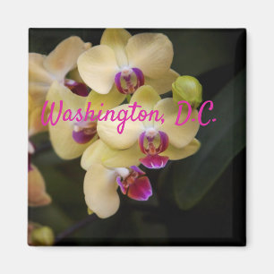 Orchideeën van roze en geel, Washington D.C. Magneet