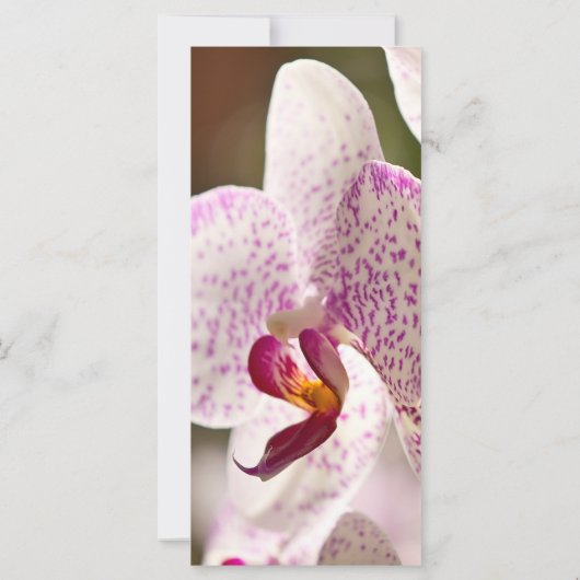 Orchideeën van Shirley Taylor (Achterkant)