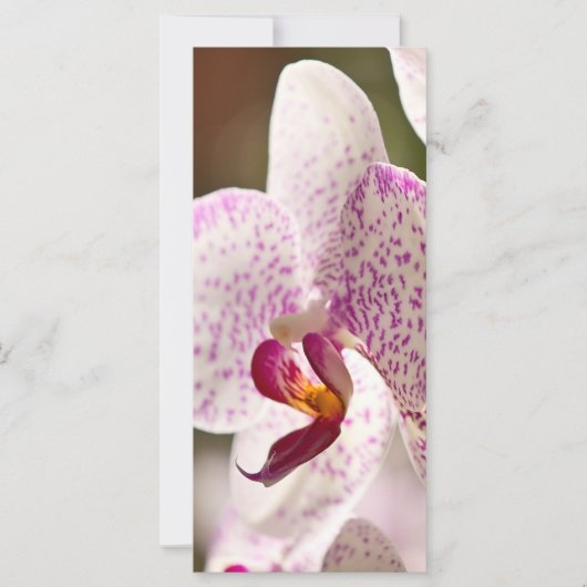 Orchideeën van Shirley Taylor (Voorkant)