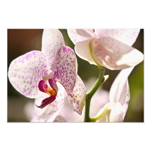 Orchideeën van Shirley Taylor Foto Afdruk (Voorkant)
