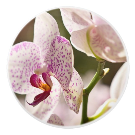 Orchideeën van Shirley Taylor Keramische Knop (Voorkant)