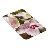 Orchideeën van Shirley Taylor Magneet (Rechterzijde)