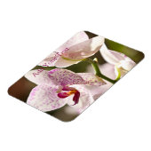 Orchideeën van Shirley Taylor Magneet (Linkerzijde)