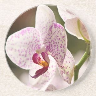 Orchideeën van Shirley Taylor Zandsteen Onderzetter