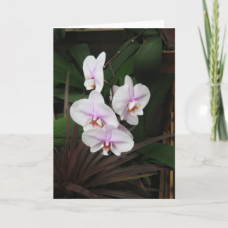 Orchideeën Wenskaart Kaart