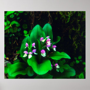 Orchideeën wilde bloemen poster