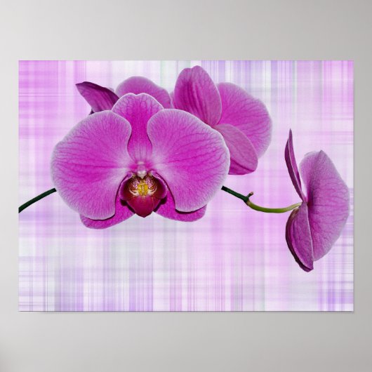 Orchideeënbloei Poster (Voorkant)