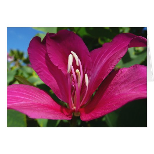 Orchideeënboom Bloesem Tropische Bloemen (Voorkant Horizontaal)