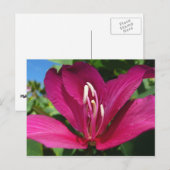 Orchideeënboom Bloesem Tropische Bloemen Briefkaart (Voorkant / Achterkant)