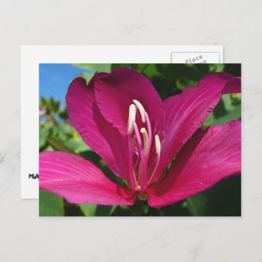 Orchideeënboom Bloesem Tropische Bloemen Briefkaart (Voorkant / Achterkant)