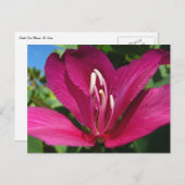 Orchideeënboom Bloesem Tropische Bloemen Briefkaart (Voorkant / Achterkant)