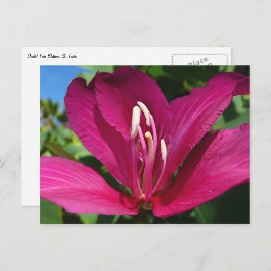 Orchideeënboom Bloesem Tropische Bloemen Briefkaart (Voorkant / Achterkant)