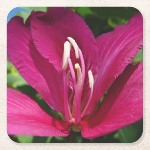 Orchideeënboom Bloesem Tropische Bloemen Kartonnen Onderzetters