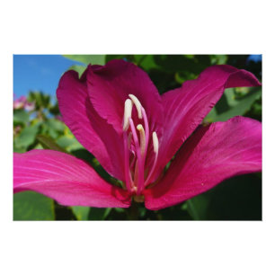 Orchideeënboom Bloesem Tropische Bloemen Poster