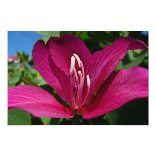 Orchideeënboom Bloesem Tropische Bloemen Poster (Voorkant)