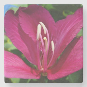 Orchideeënboom Bloesem Tropische Bloemen Stenen Onderzetter