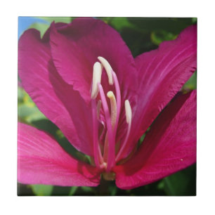 Orchideeënboom Bloesem Tropische Bloemen Tegeltje