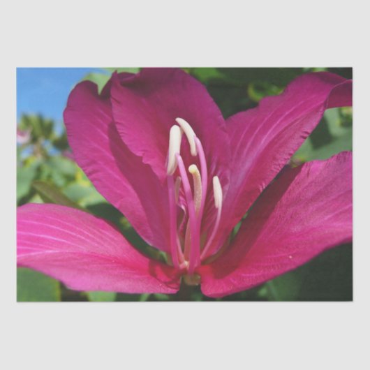 Orchideeënboom Bloesem Tropische Bloemen Tissuepapier (Voorkant)