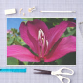 Orchideeënboom Bloesem Tropische Bloemen Tissuepapier (Craft)