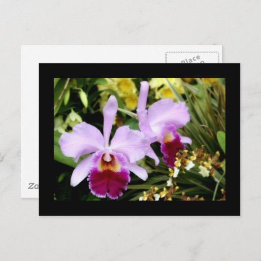 Orchideeënpaar Briefkaart (Voorkant / Achterkant)