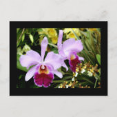 Orchideeënpaar Briefkaart (Voorkant)