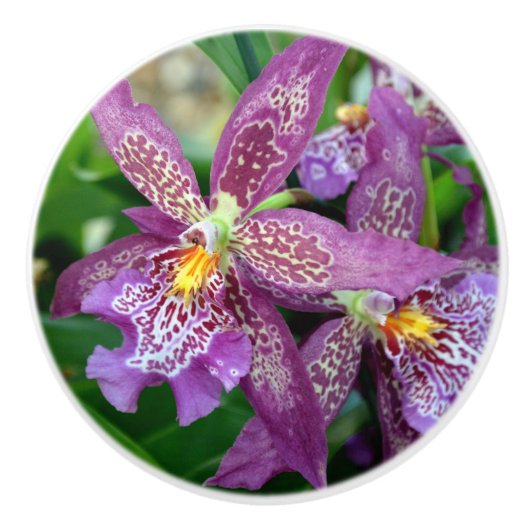 Orchideeëntrekkracht Keramische Knop (Voorkant)